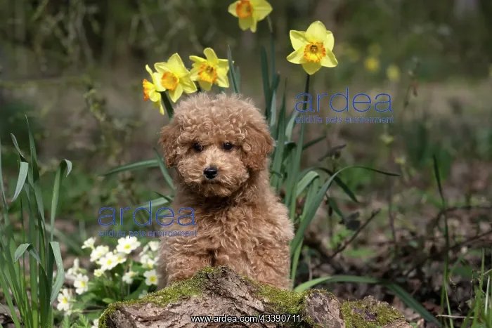: DOG, CAVAPOO, PUPPY, 14 WEEKS OLD, CUTE, IN A GARDEN : DOG, CAVAPOO, PUPPY, 14 WEEKS OLD, CUTE, IN A GARDEN