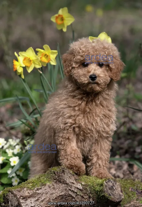 : DOG, CAVAPOO, PUPPY, 14 WEEKS OLD, CUTE, IN A GARDEN : DOG, CAVAPOO, PUPPY, 14 WEEKS OLD, CUTE, IN A GARDEN