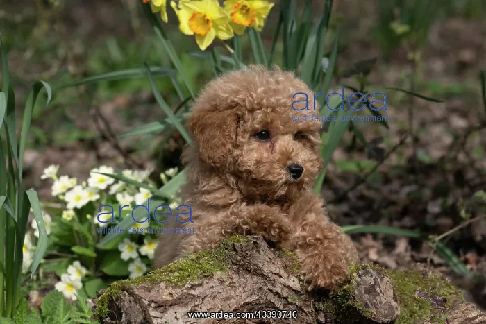 : DOG, CAVAPOO, PUPPY, 14 WEEKS OLD, CUTE, IN A GARDEN : DOG, CAVAPOO, PUPPY, 14 WEEKS OLD, CUTE, IN A GARDEN