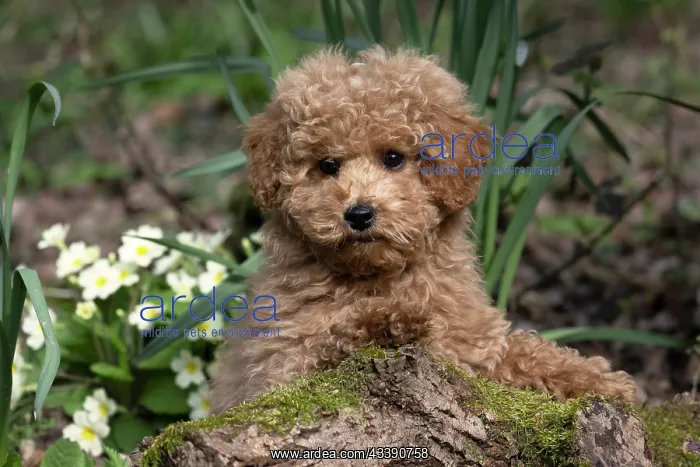 : DOG, CAVAPOO, PUPPY, 14 WEEKS OLD, CUTE, IN A GARDEN : DOG, CAVAPOO, PUPPY, 14 WEEKS OLD, CUTE, IN A GARDEN