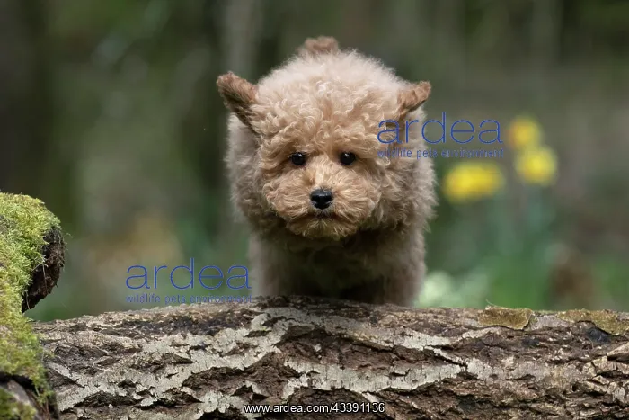 : DOG, CAVAPOO, PUPPY, 14 WEEKS OLD, JUMPING A LOG, IN : DOG, CAVAPOO, PUPPY, 14 WEEKS OLD, JUMPING A LOG, IN