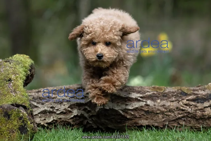 : DOG, CAVAPOO, PUPPY, 14 WEEKS OLD, JUMPING A LOG, IN : DOG, CAVAPOO, PUPPY, 14 WEEKS OLD, JUMPING A LOG, IN