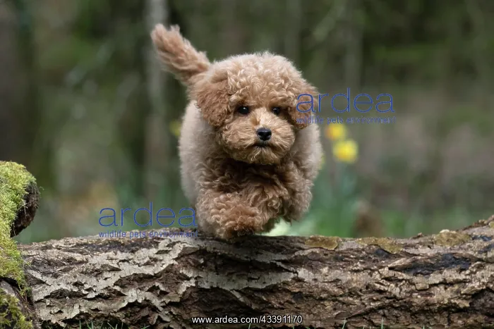 : DOG, CAVAPOO, PUPPY, 14 WEEKS OLD, JUMPING A LOG, IN : DOG, CAVAPOO, PUPPY, 14 WEEKS OLD, JUMPING A LOG, IN