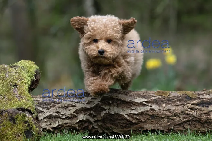 : DOG, CAVAPOO, PUPPY, 14 WEEKS OLD, JUMPING A LOG, IN : DOG, CAVAPOO, PUPPY, 14 WEEKS OLD, JUMPING A LOG, IN