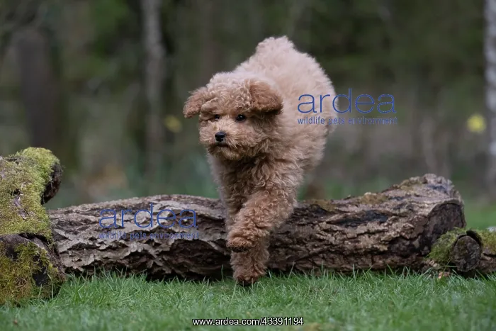 : DOG, CAVAPOO, PUPPY, 14 WEEKS OLD, JUMPING A LOG, IN : DOG, CAVAPOO, PUPPY, 14 WEEKS OLD, JUMPING A LOG, IN