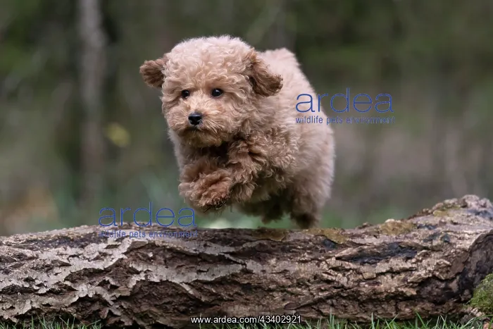 : DOG, CAVAPOO, PUPPY, 14 WEEKS OLD, JUMPING A LOG, IN : DOG, CAVAPOO, PUPPY, 14 WEEKS OLD, JUMPING A LOG, IN
