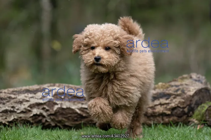 : DOG, CAVAPOO, PUPPY, 14 WEEKS OLD, JUMPING A LOG, IN : DOG, CAVAPOO, PUPPY, 14 WEEKS OLD, JUMPING A LOG, IN