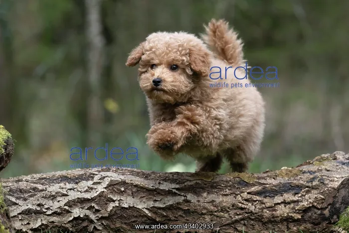 : DOG, CAVAPOO, PUPPY, 14 WEEKS OLD, JUMPING A LOG, IN : DOG, CAVAPOO, PUPPY, 14 WEEKS OLD, JUMPING A LOG, IN