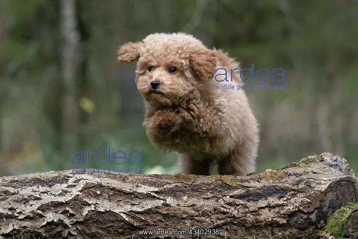 : DOG, CAVAPOO, PUPPY, 14 WEEKS OLD, JUMPING A LOG, IN : DOG, CAVAPOO, PUPPY, 14 WEEKS OLD, JUMPING A LOG, IN
