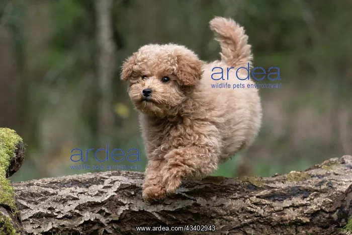 : DOG, CAVAPOO, PUPPY, 14 WEEKS OLD, JUMPING A LOG, IN : DOG, CAVAPOO, PUPPY, 14 WEEKS OLD, JUMPING A LOG, IN