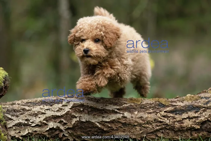 : DOG, CAVAPOO, PUPPY, 14 WEEKS OLD, JUMPING A LOG, IN : DOG, CAVAPOO, PUPPY, 14 WEEKS OLD, JUMPING A LOG, IN