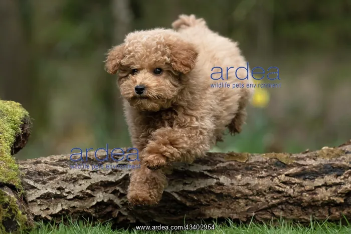 : DOG, CAVAPOO, PUPPY, 14 WEEKS OLD, JUMPING A LOG, IN : DOG, CAVAPOO, PUPPY, 14 WEEKS OLD, JUMPING A LOG, IN
