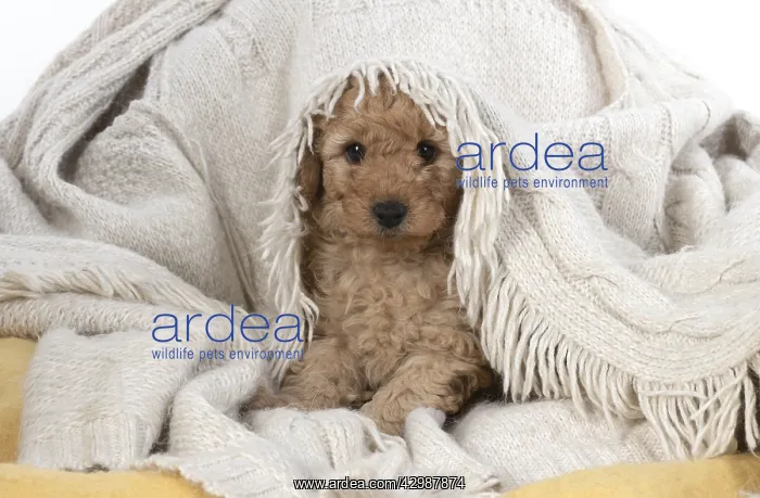 : DOG. Cavapoo puppy, 6 weeeks old : DOG. Cavapoo puppy, 6 weeeks old