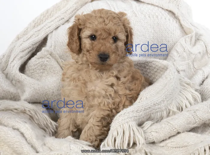 : DOG. Cavapoo puppy, 6 weeeks old : DOG. Cavapoo puppy, 6 weeeks old