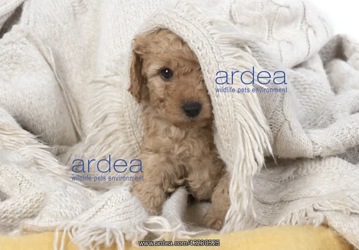 : DOG. Cavapoo puppy, 6 weeeks old : DOG. Cavapoo puppy, 6 weeeks old