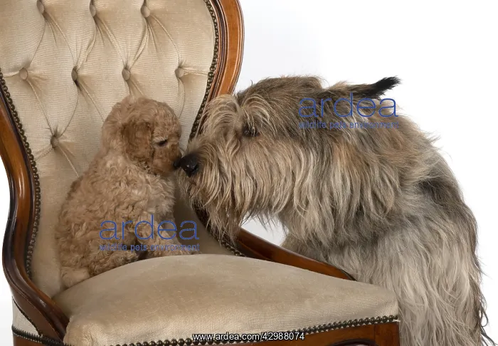 : DOG. Cavapoo puppy 6 weeks old, on a chair with : DOG. Cavapoo puppy 6 weeks old, on a chair with