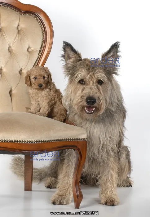 : DOG. Cavapoo puppy 6 weeks old, on a chair with : DOG. Cavapoo puppy 6 weeks old, on a chair with