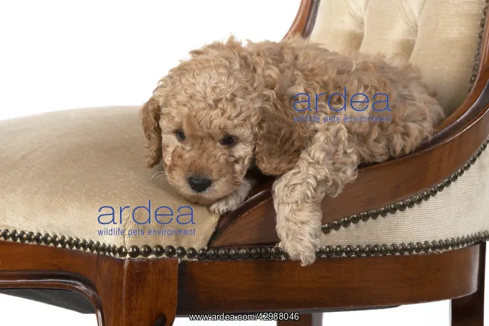 : DOG. Cavapoo puppy, 6 weeks old on old chair, studio : DOG. Cavapoo puppy, 6 weeks old on old chair, studio
