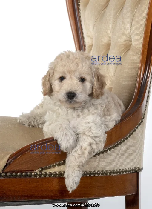 : DOG. Cavapoo puppy, 6 weeks old on old chair, studio