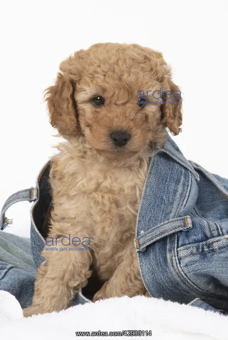 : DOG. Cavapoo puppy, 6 weeks old in a pair of jeans : DOG. Cavapoo puppy, 6 weeks old in a pair of jeans