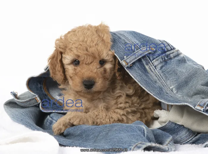 : DOG. Cavapoo puppy, 6 weeks old in a pair of jeans : DOG. Cavapoo puppy, 6 weeks old in a pair of jeans