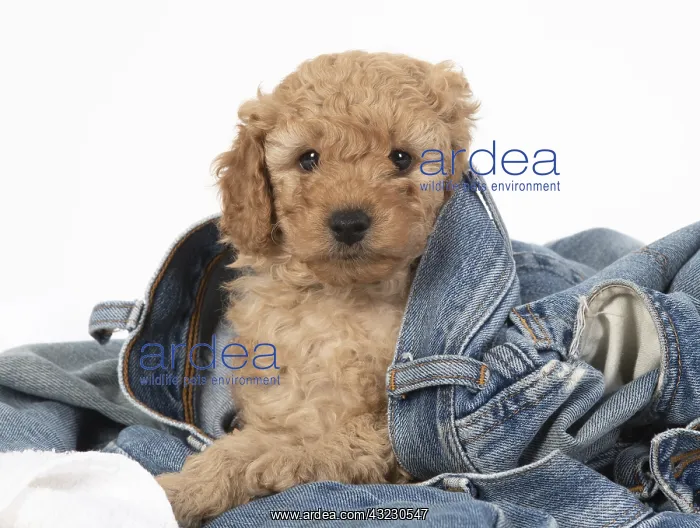 : DOG. Cavapoo puppy, 6 weeks old in a pair of jeans : DOG. Cavapoo puppy, 6 weeks old in a pair of jeans