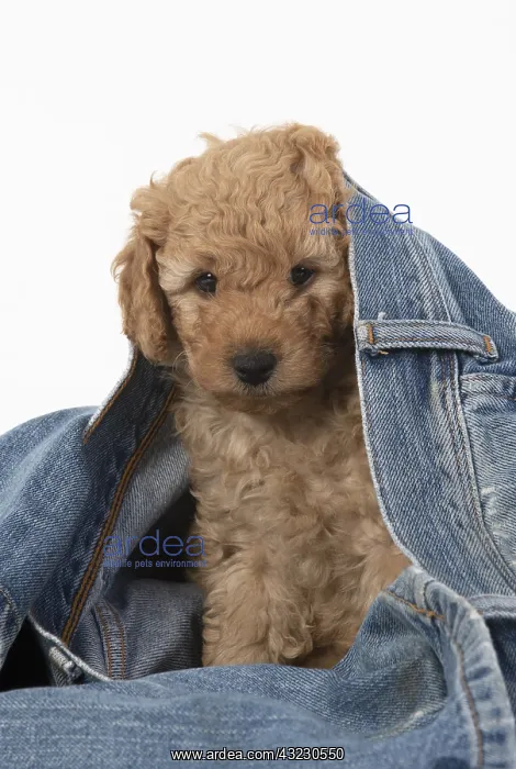  : DOG. Cavapoo puppy, 6 weeks old in a pair of jeans