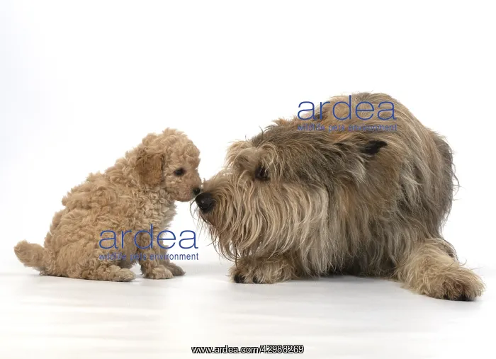 : DOG. Cavapoo puppy, 6 weeks old with a Picardy : DOG. Cavapoo puppy, 6 weeks old with a Picardy