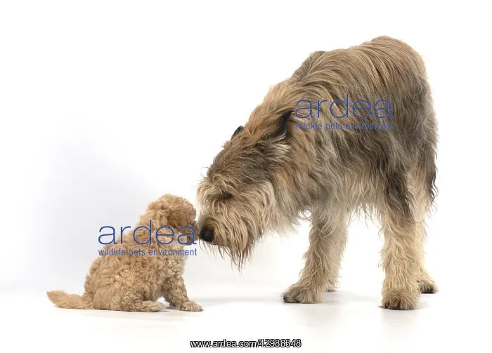 : DOG. Cavapoo puppy, 6 weeks old with a Picardy : DOG. Cavapoo puppy, 6 weeks old with a Picardy