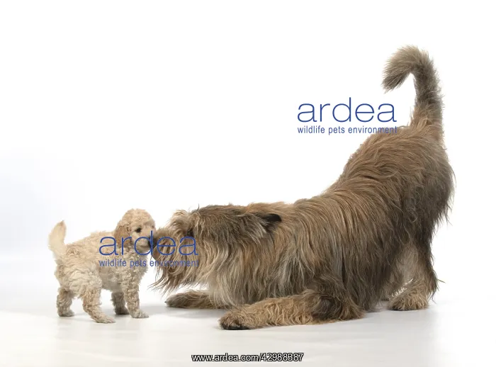 : DOG. Cavapoo puppy, 6 weeks old with a Picardy : DOG. Cavapoo puppy, 6 weeks old with a Picardy
