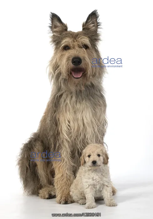 : DOG. Cavapoo puppy, 6 weeks old with a Picardy : DOG. Cavapoo puppy, 6 weeks old with a Picardy