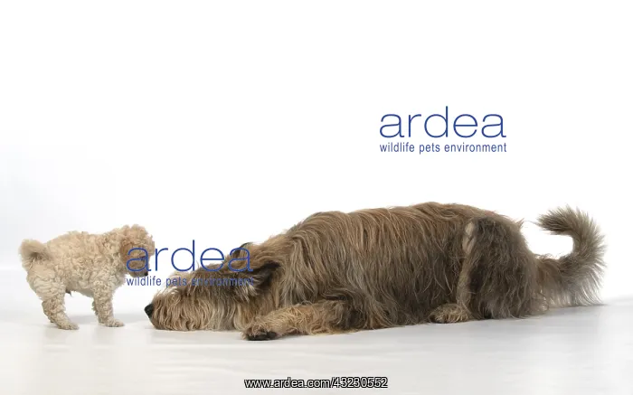 : DOG. Cavapoo puppy, 6 weeks old with a Picardy : DOG. Cavapoo puppy, 6 weeks old with a Picardy