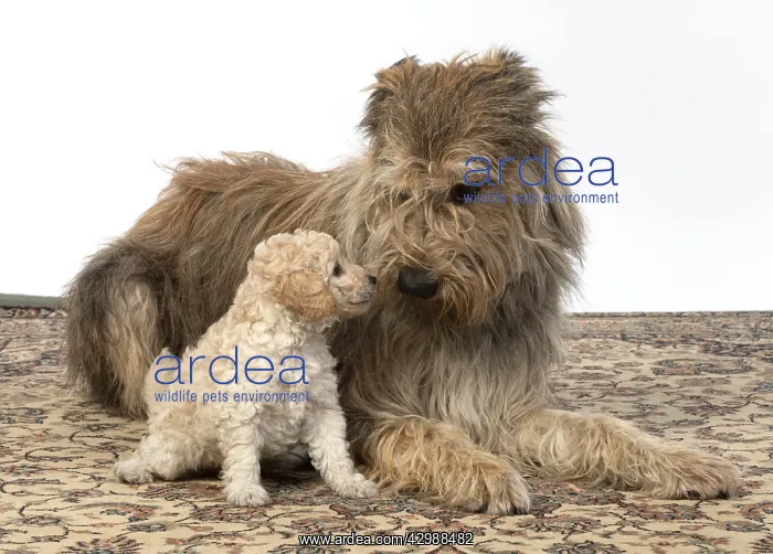 : DOG. Cavapoo puppy, 6 weeks old with a Pickady : DOG. Cavapoo puppy, 6 weeks old with a Pickady