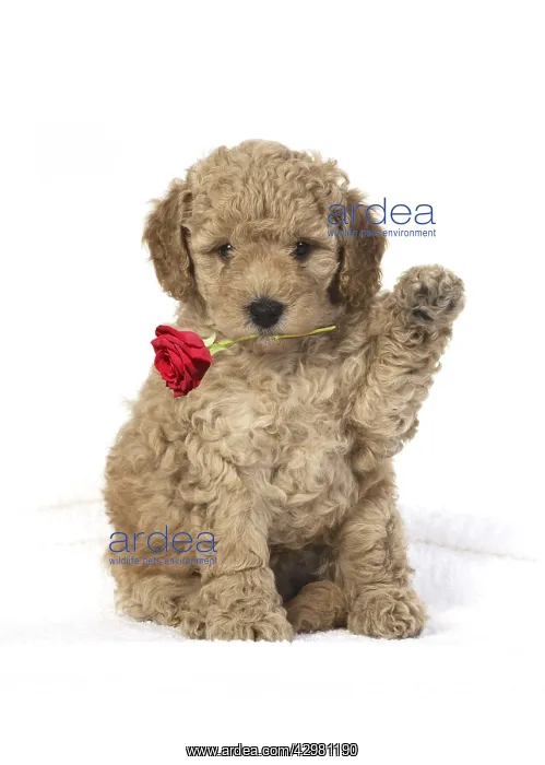 : DOG. Cavapoo puppy 6 weeks old, studio with : DOG. Cavapoo puppy 6 weeks old, studio with
