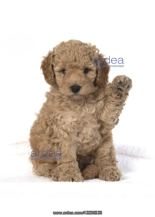 : DOG. Cavapoo puppy 6 weeks old, studio with paw up : DOG. Cavapoo puppy 6 weeks old, studio with paw up