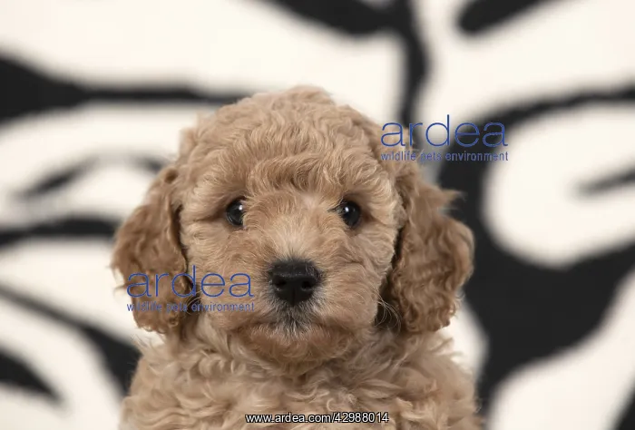 : DOG. Cavapoo puppy 6 weeks old on a zebra patterned rug : DOG. Cavapoo puppy 6 weeks old on a zebra patterned rug