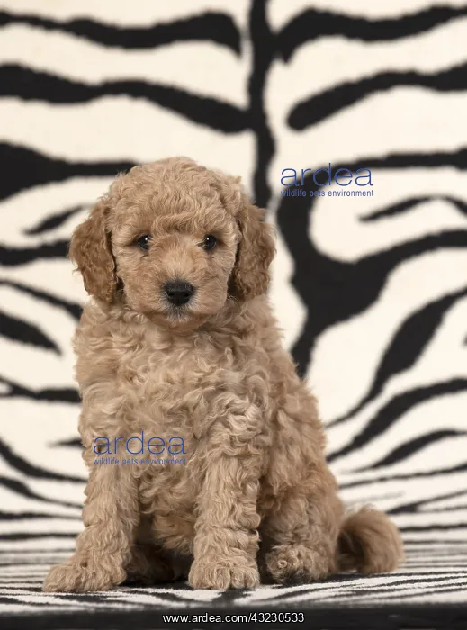 : DOG. Cavapoo puppy 6 weeks old on zebra patterned rug : DOG. Cavapoo puppy 6 weeks old on zebra patterned rug