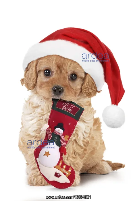  : Dog - Cavapoo puppy 7 wks old with Christmas
