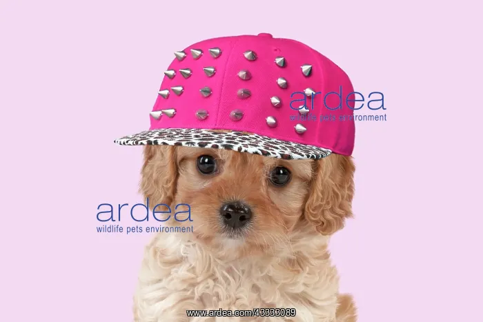  : Dog - Cavapoo puppy 7 wks old with Christmas hat
