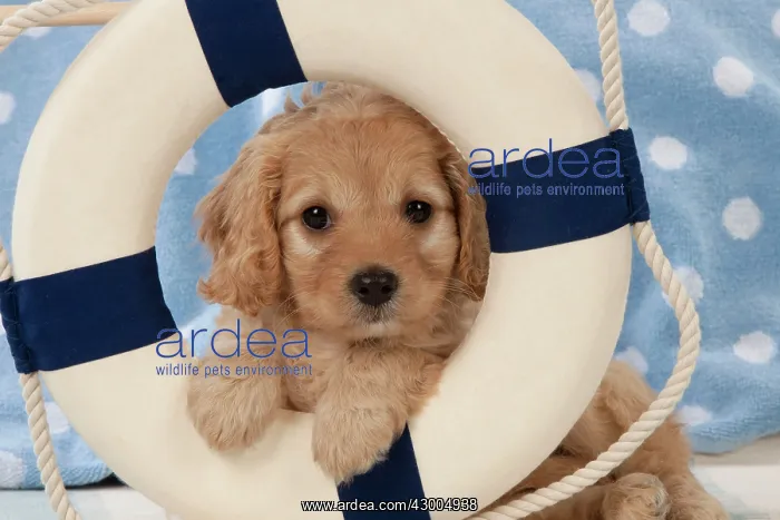 : Dog Cavapoo puppy ( 7 wks old ) in lifebelt : Dog Cavapoo puppy ( 7 wks old ) in lifebelt