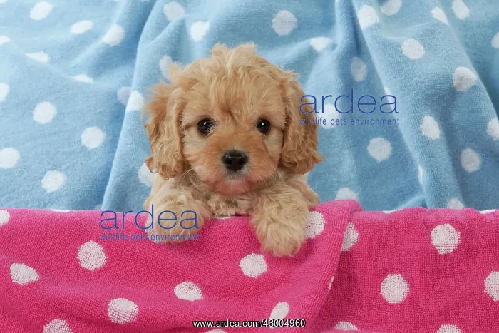 : Dog Cavapoo puppy ( 7 wks old ) on pink & blue towels : Dog Cavapoo puppy ( 7 wks old ) on pink & blue towels