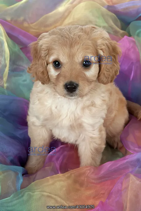 : Dog Cavapoo puppy ( 7 wks old ) on rainbow coloured fabric : Dog Cavapoo puppy ( 7 wks old ) on rainbow coloured fabric