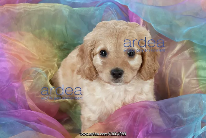 : Dog Cavapoo puppy ( 7 wks old ) on rainbow coloured fabric : Dog Cavapoo puppy ( 7 wks old ) on rainbow coloured fabric