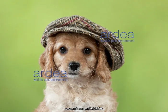 : Dog Cavapoo puppy ( 7 wks old ) wearing a flat cap : Dog Cavapoo puppy ( 7 wks old ) wearing a flat cap
