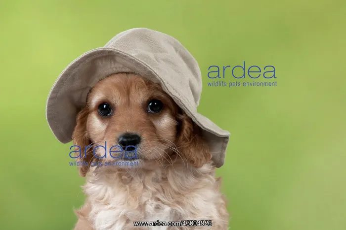  : Dog Cavapoo puppy ( 7 wks old ) wearing a floppy hat