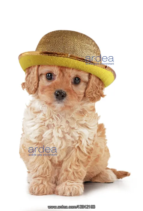 : Dog - Cavapoo puppy 7 wks old wearing gloden bowler hat : Dog - Cavapoo puppy 7 wks old wearing gloden bowler hat