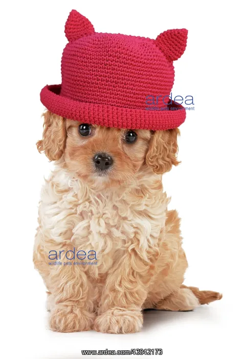  : Dog - Cavapoo puppy 7 wks old wearing hat