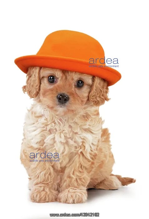 : Dog - Cavapoo puppy 7 wks old wearing orange hat : Dog - Cavapoo puppy 7 wks old wearing orange hat