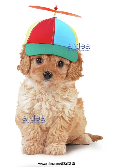 : Dog - Cavapoo puppy 7 wks old wearing propeller baseball cap : Dog - Cavapoo puppy 7 wks old wearing propeller baseball cap
