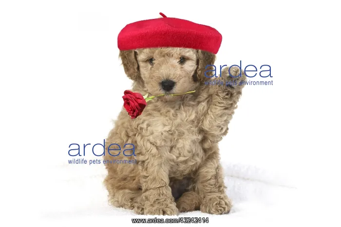 : DOG. Cavapoo puppy studio with paw up holding red : DOG. Cavapoo puppy studio with paw up holding red
